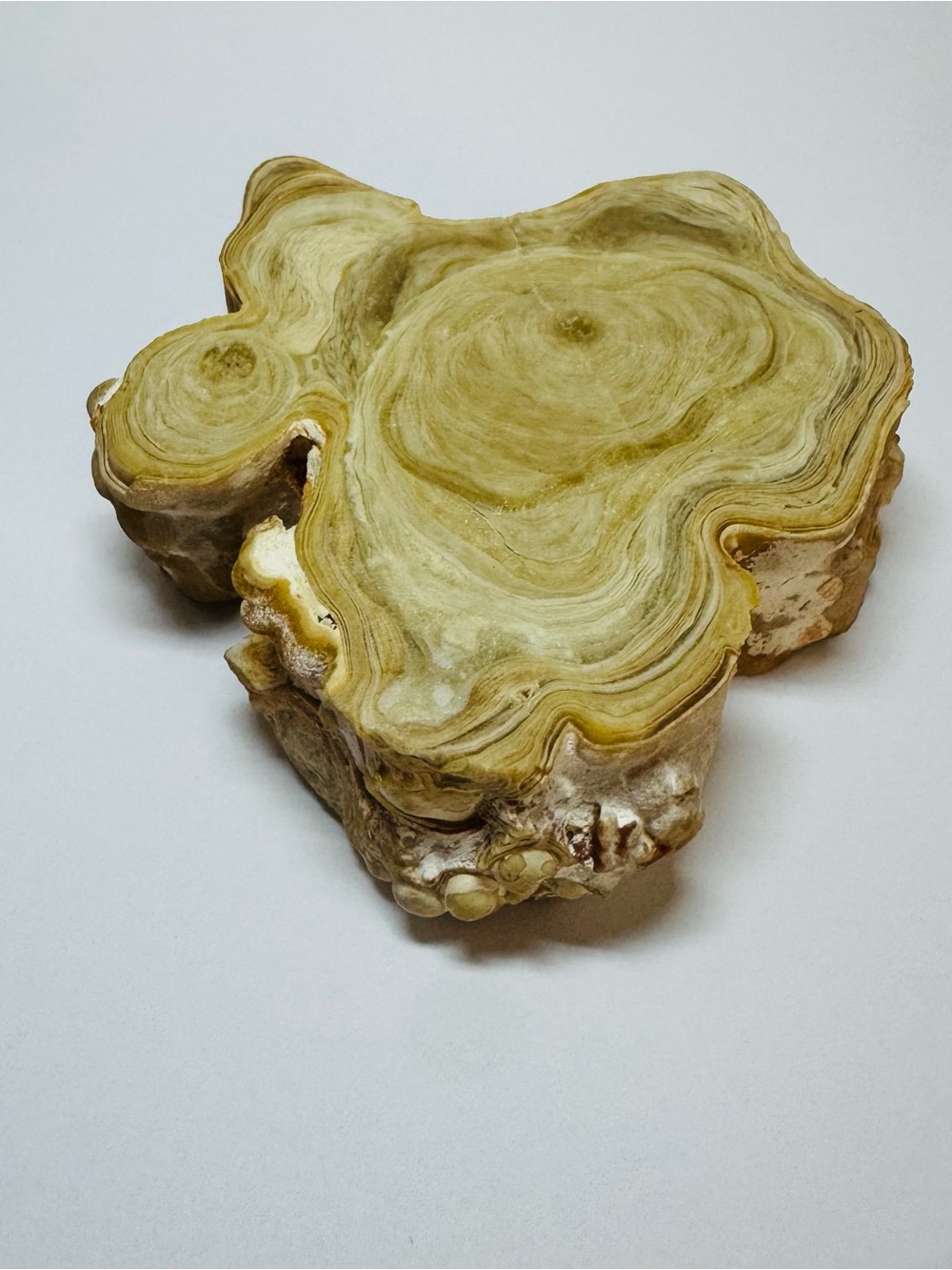 Natural Cave Stalactite Slice in Beige and Cream